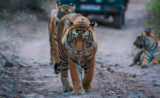 8 Days Udaipur Ranthambore Jaipur Tour